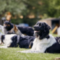 Cómo elegir perro según tu estilo de vida y las necesidades de cada raza