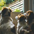 Ansiedad por separación en perros: cómo entenderla y abordarla